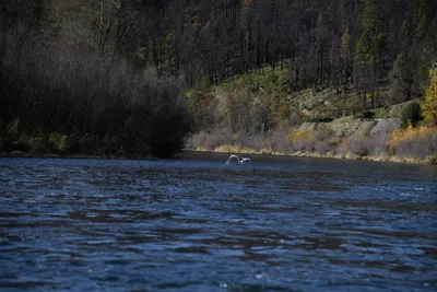 DSC_0250 (Large).JPG